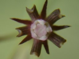 Schizoglossum bidens subsp. atrorubens flower